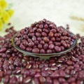 Adzuki Bean, small red bean, red adzuki bean pulses